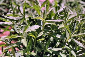 Mexican Marigold Seeds