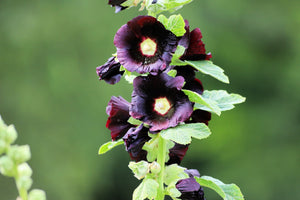 Black Hollyhock Seeds