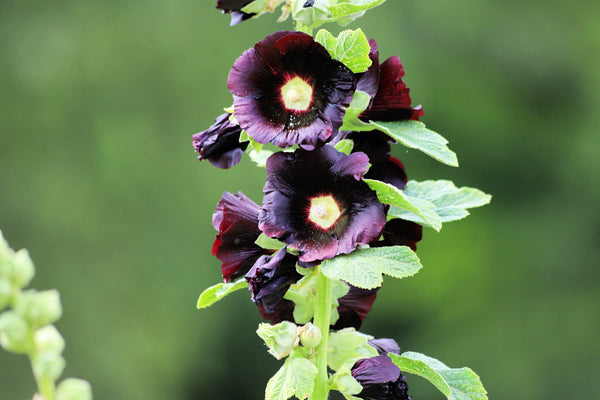 Black Hollyhock Seeds