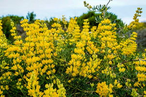Golden Lupine Seeds