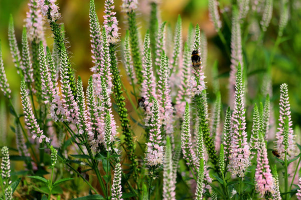 Pink Veronica Flower Seeds