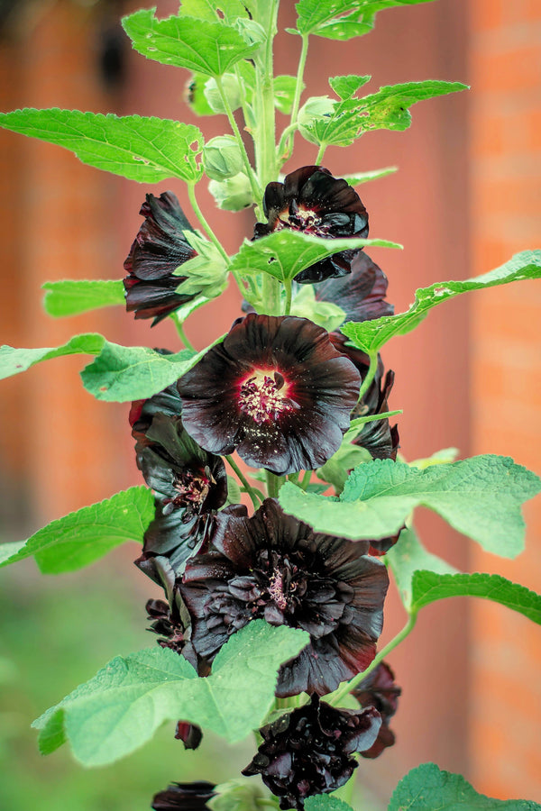 Black Hollyhock Seeds
