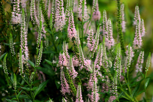 Pink Veronica Flower Seeds