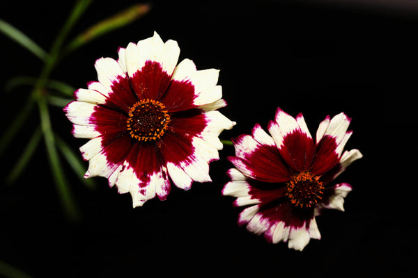 Incredible Swirl Coreopsis Seeds