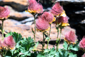 Prarie Smoke Geum Seeds