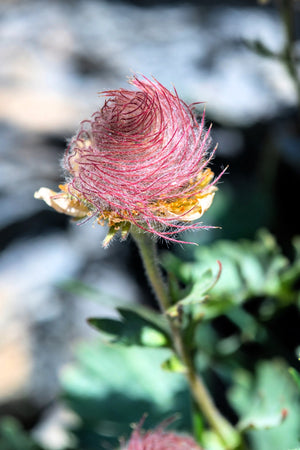 Prarie Smoke Geum Seeds