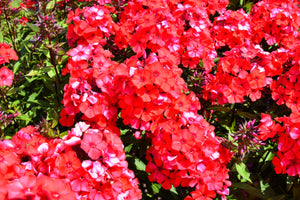 New Hybrids Mix Tall Garden Phlox Seeds