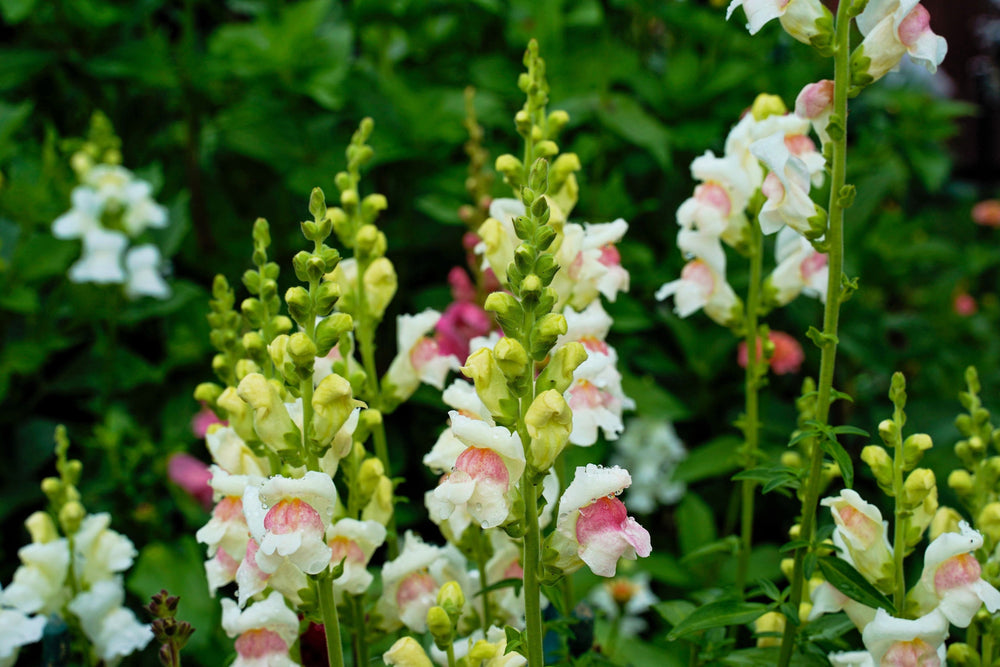Appleblossom Snapdragon Seeds
