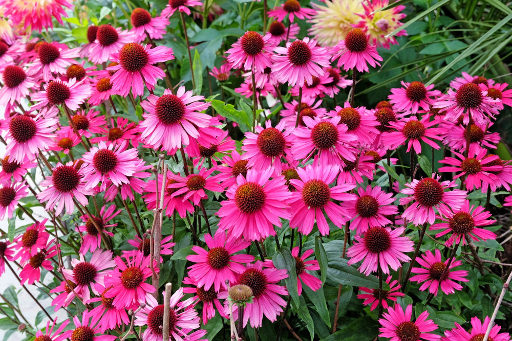 Bright Star Coneflower Seeds