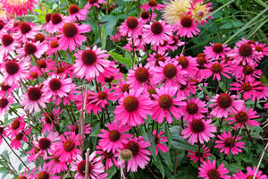 Bright Star Coneflower Seeds