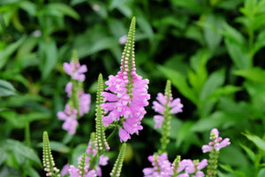 Pink Showy Obedient Plant Seeds