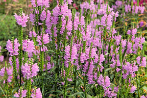 Pink Showy Obedient Plant Seeds
