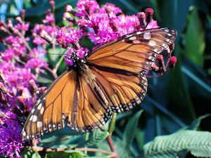 Missouri Ironweed Seeds