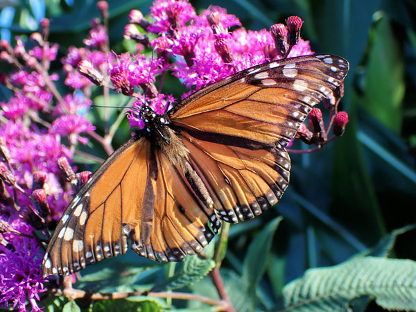 Missouri Ironweed Seeds