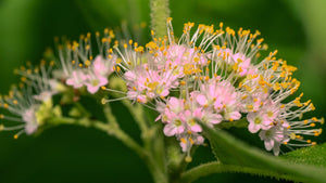 Beautyberry Seeds