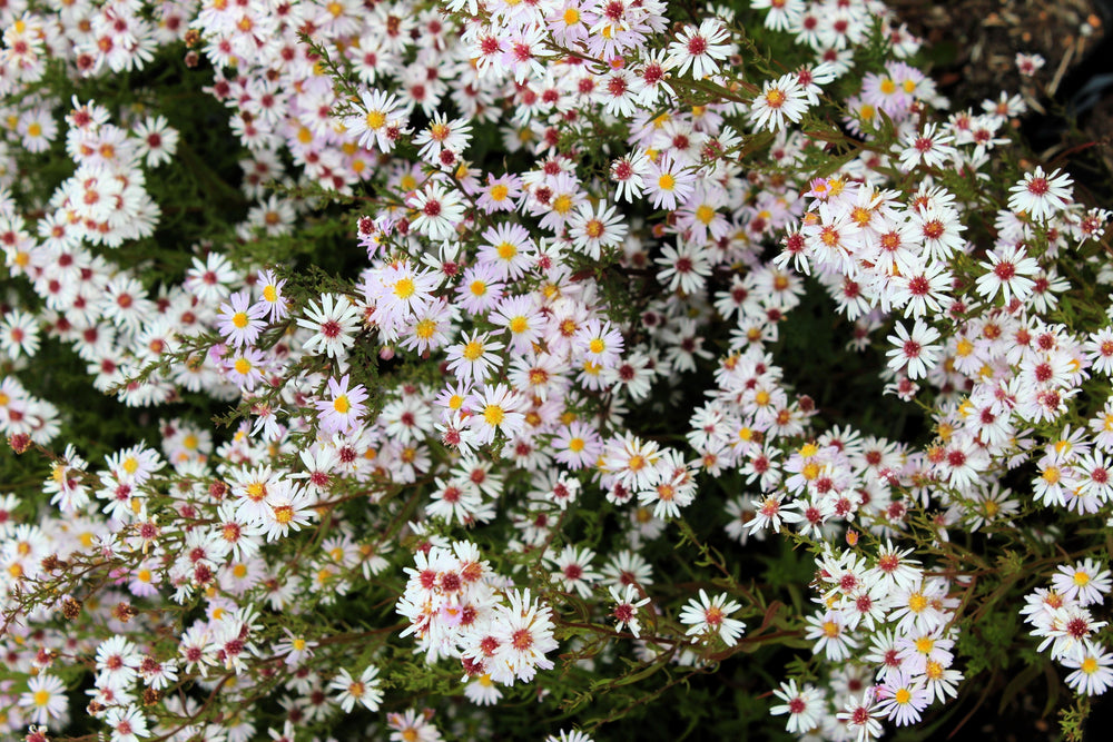 White Heath Aster Seeds