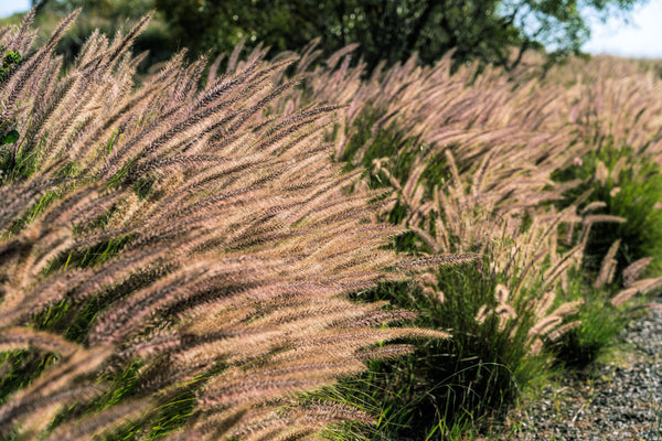 Chinese Fountain Grass Seeds