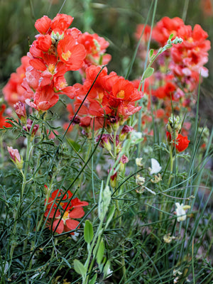 Scarlet Globemallow Seeds