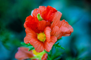 Scarlet Globemallow Seeds