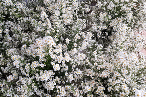 White Heath Aster Seeds