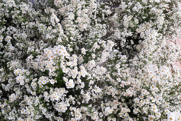 White Heath Aster Seeds