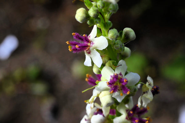 White Blush Verbascum Seeds