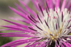 25 Basket Flower Seeds (Centaurea Americana)