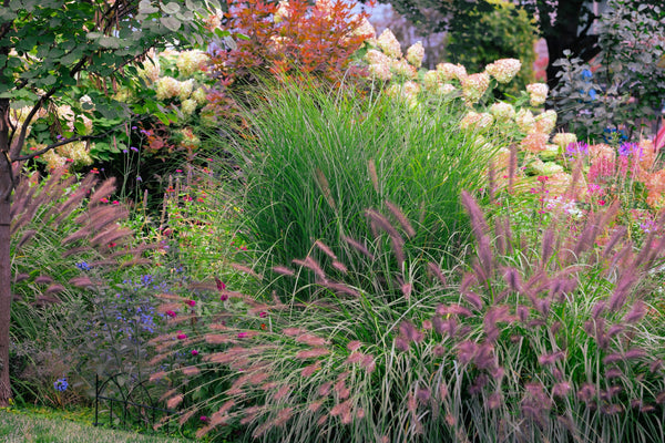 Chinese Fountain Grass Seeds