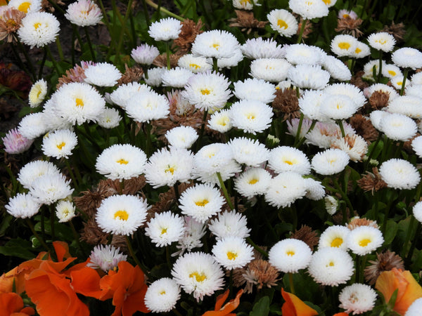 Dwarf White English Daisy Seeds