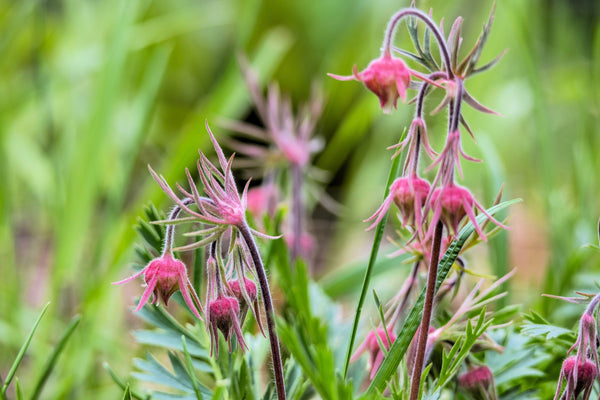Prarie Smoke Geum Seeds