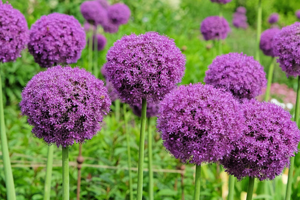 Giant Allium Seeds