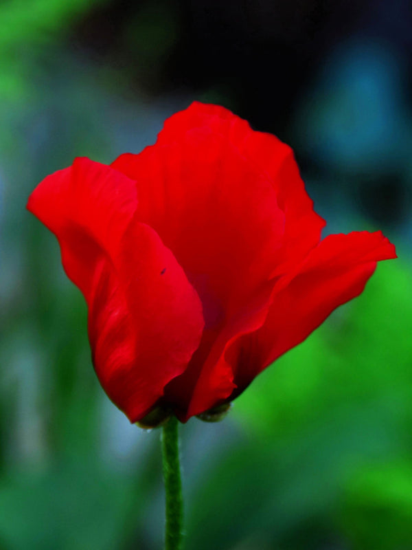 Oriental Poppy Beauty of Livermere Seeds