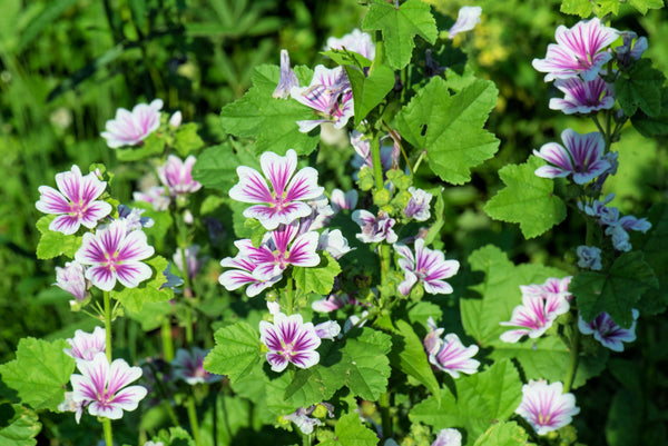 Zebra Mallow Seeds
