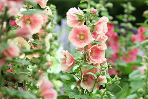 Peach Hollyhock Seeds