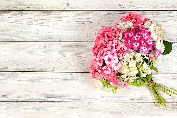 Phlox of Sheep (Pastel Mix Phlox) Seeds