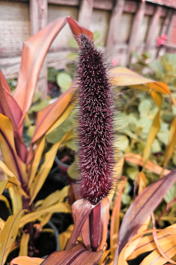 Red Jewel Millet Ornamental Grass Seeds
