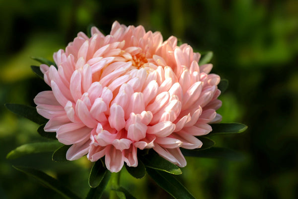 Duchess Apricot Paeony Aster Seeds