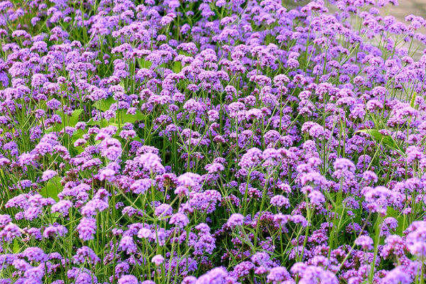 Buenos Aires Verbena Seeds
