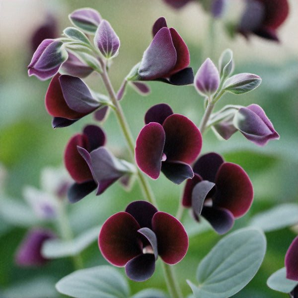 Royal Maroon Sweet Pea Seeds