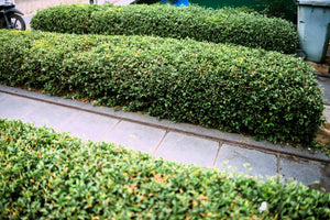 European Privet Seeds