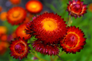 Red Fireball Strawflower Seeds