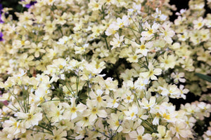 Baby’s Breath ‘Covent Garden’ Seeds