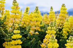 Golden Lupine Seeds