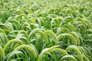 Lime Light Spray Millet Seeds