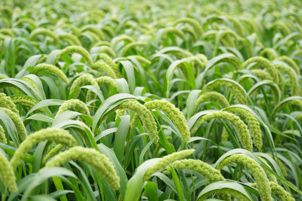 Lime Light Spray Millet Seeds
