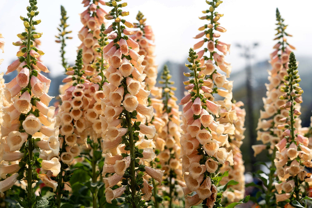 Apricot Beauty Foxglove Seeds