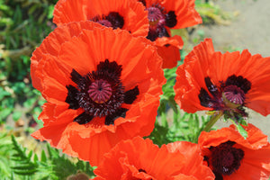 Oriental Red Mix Poppy Seeds