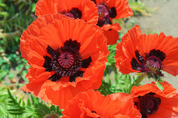 Oriental Red Mix Poppy Seeds