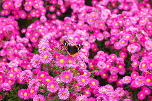 Pink New England Aster Seeds