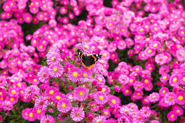 Pink New England Aster Seeds